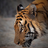 kingltigerlcharg