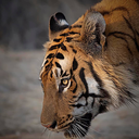 kingltigerlcharg
