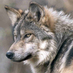 BruceWolf