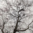 jtsang