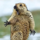 wwvvovvww