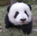 qlin