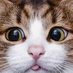 nag