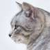 CatStudioApp