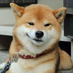 yaoho