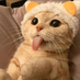 heytiantian