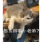 puzipuzi