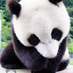 panda7456
