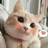 tommaomao