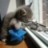 hangCat