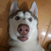 leye