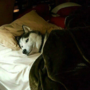 royfrostwolf