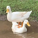 Veri