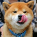 plyyqmjs9527