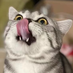 ycmchong