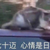 buaichifan