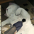 hayeCheng