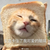 zhimagege