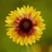 vChrysanthemum