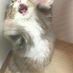 Pph