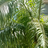 zengcuoan