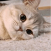 alogbycat