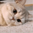 alogbycat