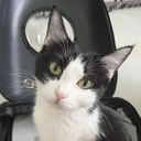 hellomimi