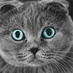 chattrz