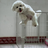 pujie18671223382