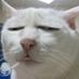 lingaoyi