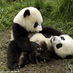 PandaChen