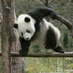 zylinliu