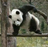 zylinliu