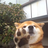 chins