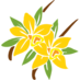 fragrans23
