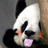 xzYao