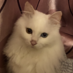 tomylink