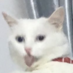 coolfish