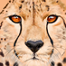rust777