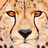 rust777