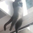chowhong