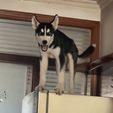 valv