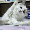 jiamary