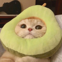 peefy