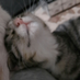 igel