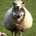 hareandlion