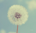 candysol