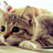 nekoleamo