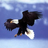 fxbird